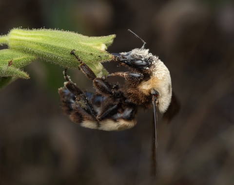 A bumble bee covered in pollen sitting at a Spalding's catchfly flower