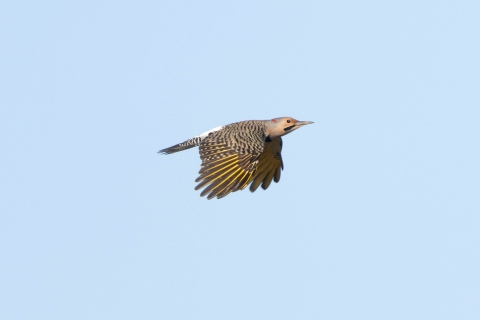 A yellow-shafted northern flicker in flight