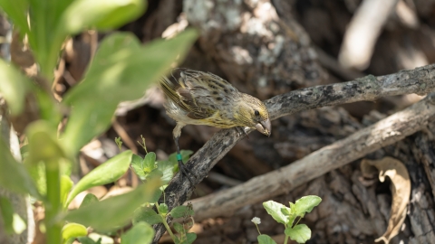 Laysan finch eats a seed standing on branch after being released at Midway Atoll