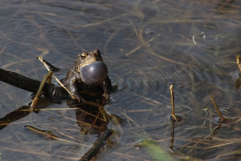 A close up of a male American toad in a wetland calling for a mate by pushing air into his vocal sac.