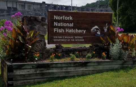 Norfork National Fish Hatchery Entrance Sign