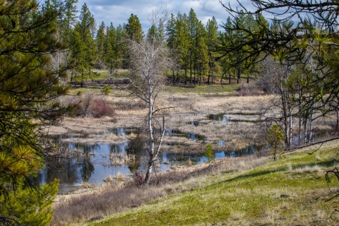A vernal wetland in the finger ponds region of Turnbull NWR