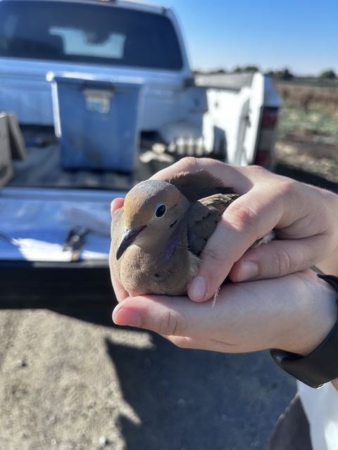 mourning dove in hand; other hand rests over it