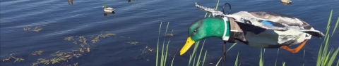 Mallard duck decoys in a pond.