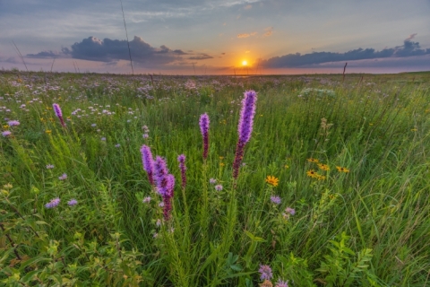Blazing star, black-eyed susan and wild bergamot at sunrise | by U.S. Fish and Wildlife Service - Midwest Region
