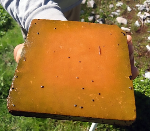 about 20 tiny snails, which appear like black dots, are scattered on an a wet, orange title, supported underneath by a field biologist