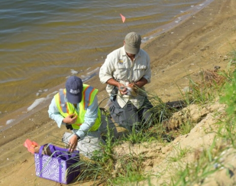 two biologists banding a tern