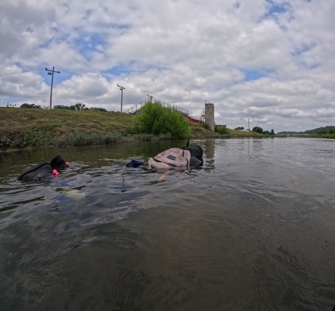 A man snorkels in a river along a grassy bank.