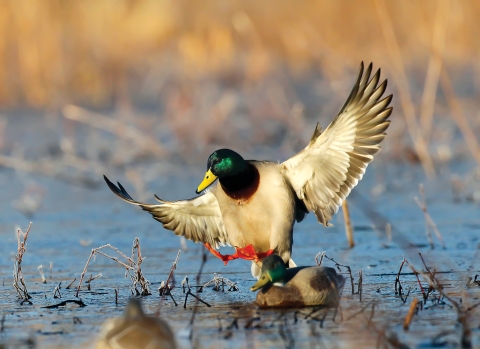 Mallard landing near decoy