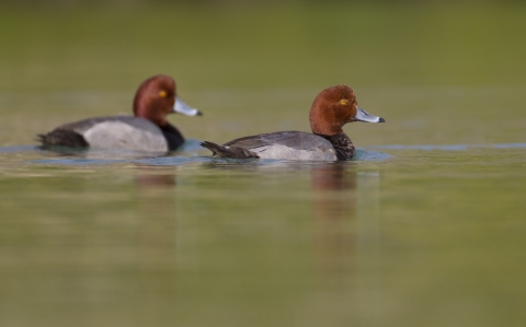 A pair of redhead drakes