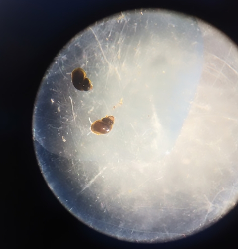 Two tan snails enlarged under a microscope
