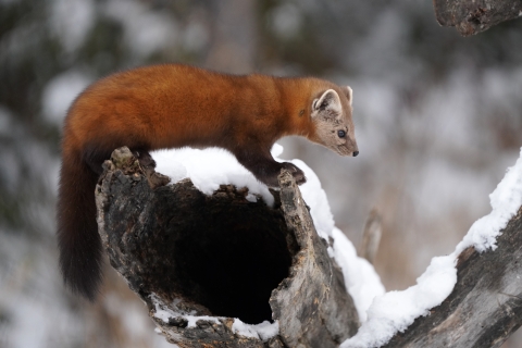 American marten perched on a snowy hollow log