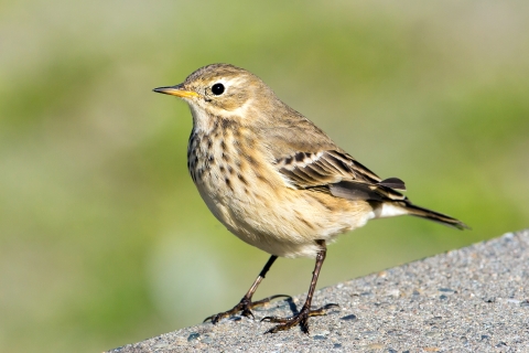 American pipit
