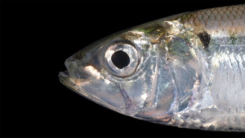 Close up of an American shad's head