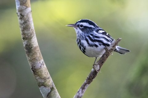 Black-and-white warbler perched in a tree