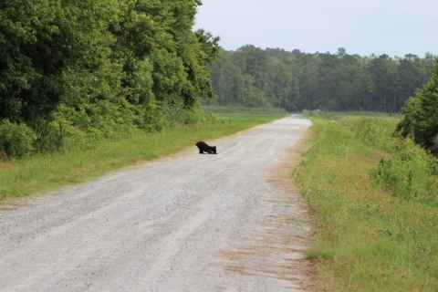 A small black bear leans forward on its front legs while standing on a gravel road stretching through forests and fields.