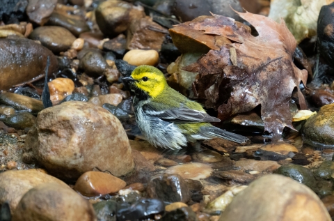 Black-throated green warbler in a shallow stream