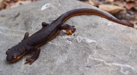 California newt on a rock
