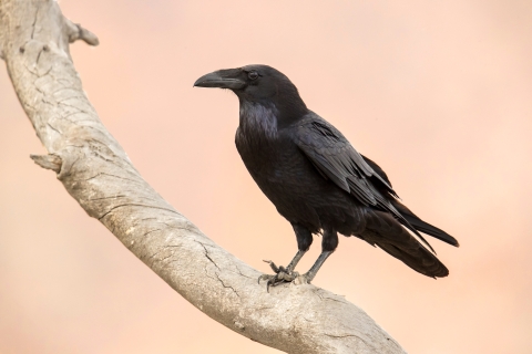 Common raven perched in a tree