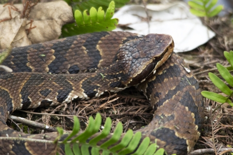 Cottonmouth on the forest floor