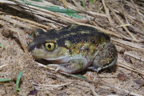 Eastern spadefoot toad on the forest floor