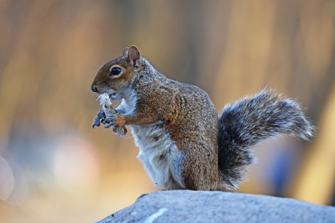 Eastern gray squirrel eating a milkweed seed pod