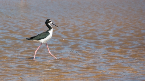 A black and white waterbird with a long black beak and long pink legs walking in shallow water.