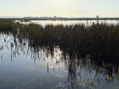 marsh wetland with cattails and light reflecting off water