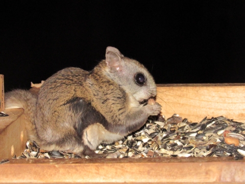Humboldt's flying squirrel eating at a bird feeder at night