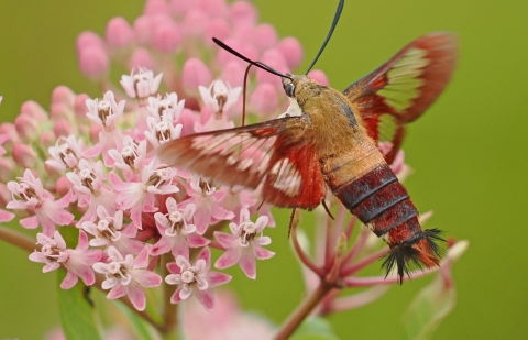 Hummingbird clearwing moth sipping nectar from a flower