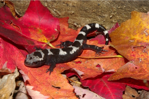 A marbled salamander on colorful leaves on the forest floor