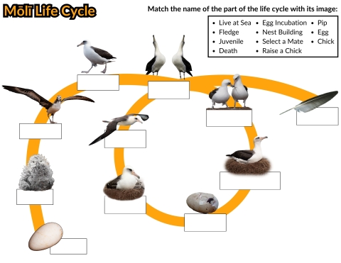 Work sheet with pictures of albatross in all stages of the life cycle with blanks for students to fill in.
