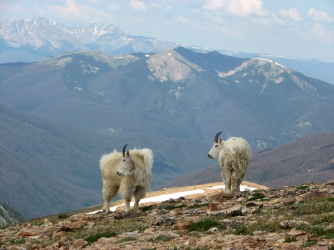 Two mountain goats with mountain ranges in the distant