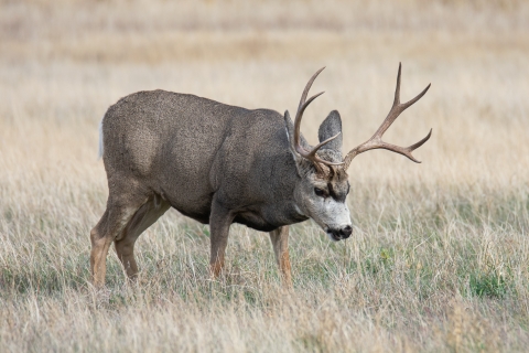 Mule deer buck