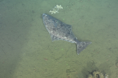 Pacific halibut