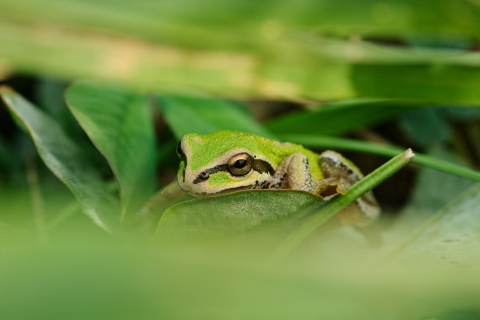 Pacific treefrog resting on vegetation