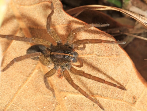 A tiger wolf spider on a leaf