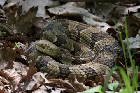 timber rattlesnake curled up in dead leaves