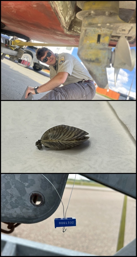Collage of 3 images. Top: A person in sunglasses and brown shirt crouches beneath a red boat, looking at the propeller. Middle: Close-up of a small, striped invasive mussel shell. Bottom:A piece of wire with a blue, rectangular piece of plastic closing the loop around a thick piece of metal.