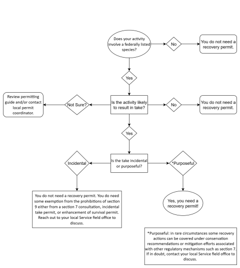 Flowchart to assist user learn if they need a recovery permit. Does your activity involve a federally listed species? If no, you do not need a recovery permit. If yes, will the activity likely result in take? If no, you do not need a recovery permit. If yes, is the take incidental to the proposed activity? If incidental, you do not need a recovery permit but some other permit that exempts section 9 prohibitions. If take is purposeful, you do need a recovery permit.