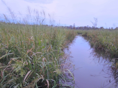 An open channel of water on the right hand side of the image cuts through a green field of wild rice growing in the wet environment. A clouded light blue and white sky takes up the upper third of the photo.