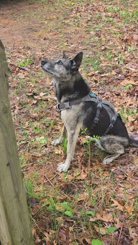 Sky, a working scent detection dog, signals her handler after locating a target scent (bat guano) during a training exercise.