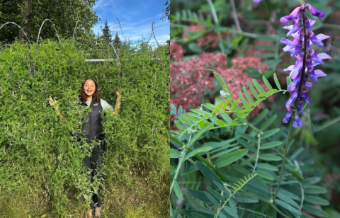 Collage of invasive bird vetch in Alaska. Left image of person standing in field covered in bird vetch, right image close up of purple bird vetch flower, leaves, and climbing tendrils.