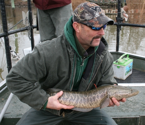 Biologists holds large snakehead with implanted tag. 