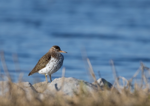 Close up gray-brown shorebird with mottled white breast stands on rocks with wetland in background