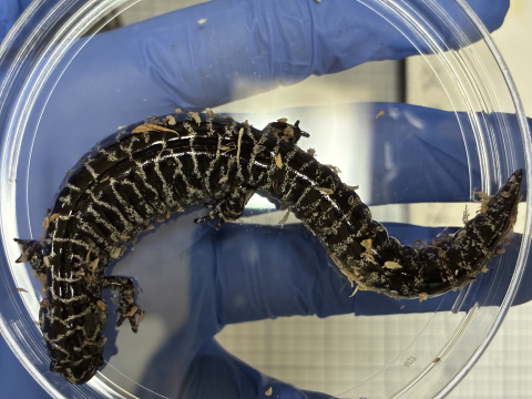 A Frosted Flatwoods Salamander in a Petri dish during a routine health check at the Warm Springs Fish Technology Center.