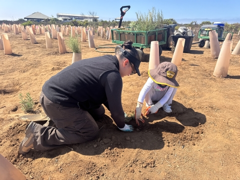 Two people planting surrounded by cones and other plants nearby.