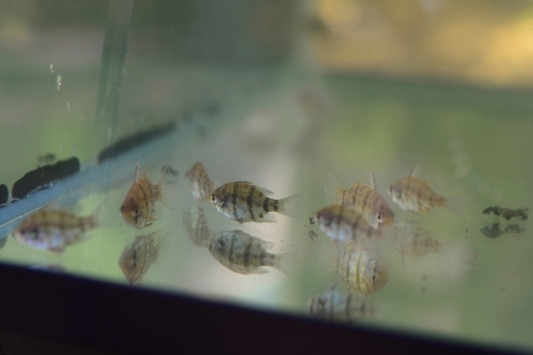 Small striped fish in a tank
