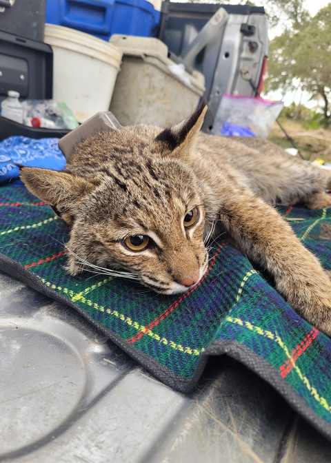 Bobcat on blanket is fitted with GPS collar.