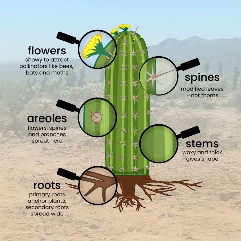 This generalized anatomy of a cactus with text and magnify glasses. Text from clockwise starting at the right says spines- modified leaves- not thorns; stems- waxy and thick gives shape; roots- primary roots anchors plants; secondary roots spread wide; areoles- flowers, spines and branches sprout here; flowers- showy to attract pollinators like bees, bats and moths